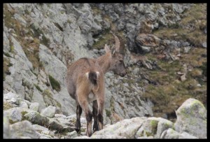 IMG_1531  